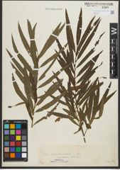 Foto von Salix purpurea L. x Salix viminalis L.